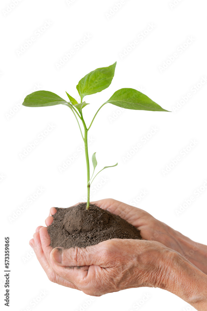 Life and growth concept with human hands holding a green small plant, isolated on white Life and growth concept with human hands holding a green small plant, isolated on white