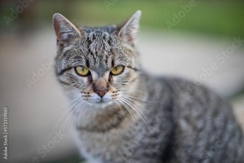 close up portrait of a cat © venars.original