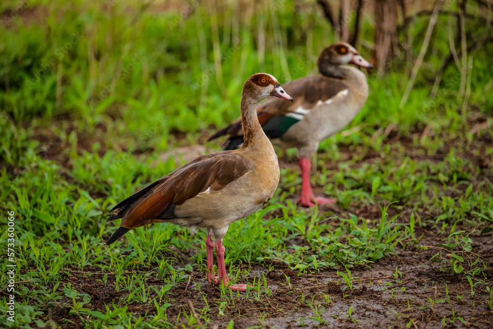 Egyptian geese on a field (Alopochen aegyptiaca). Egyptian geese on a field (Alopochen aegyptiaca).
