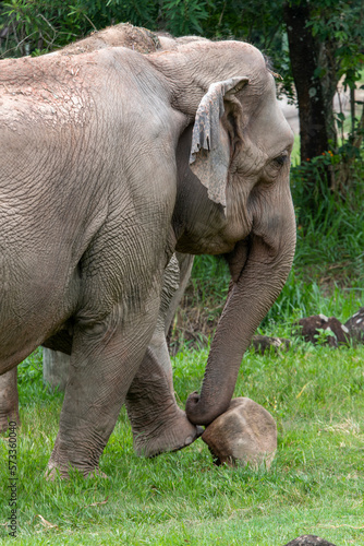 Asian elephant plays by pushing a stone with its foot and trunk