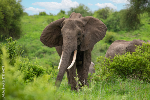 Herd of Elephants in Africa walking in Tarangire National Park in their natural environment  Tanzania