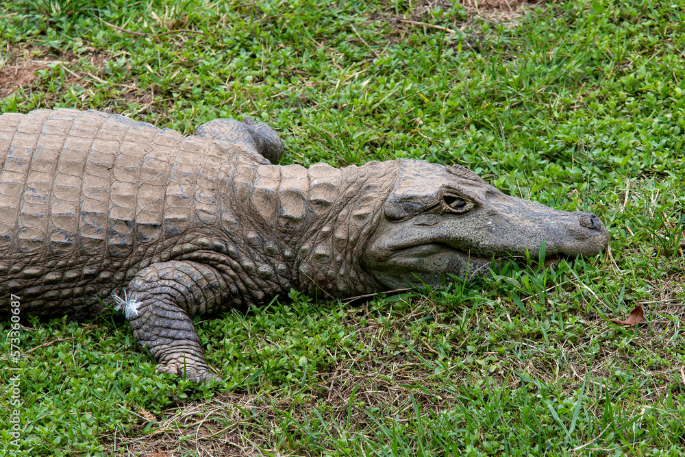 Obraz premium Yacare caiman (Caiman yacare) rest in grass.
