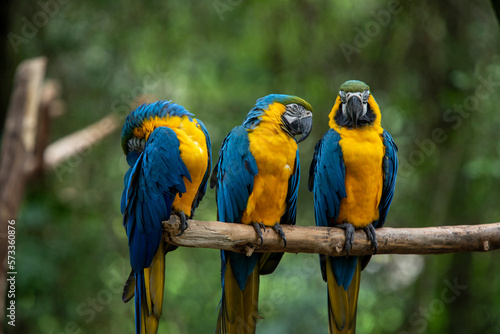 three blue and yellow macaw perched on a tree branch with blurred green background.