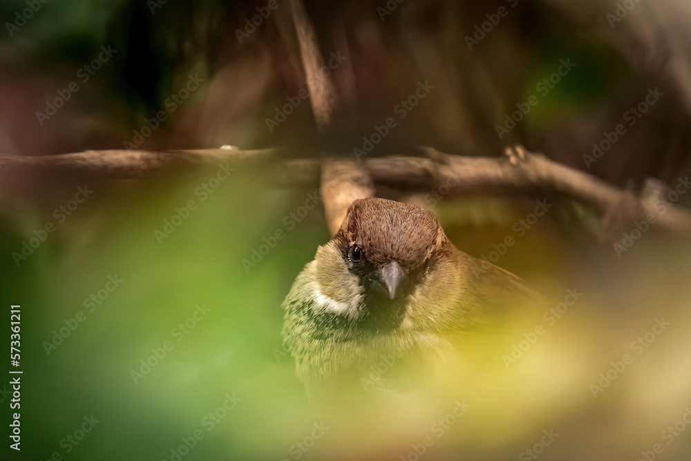 Obraz premium A sparrow sits in a bush at spring in jena city