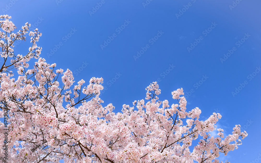 満開の桜の花と青空、背景素材、バックグラウンド、ソメイヨシノ