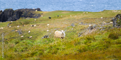 Icelandic sheep graze in the mountain meadow near ocean coastline. Group of domestic animal in pure and clear nature. Ecologically clean lamb meat and wool production. Scenic area