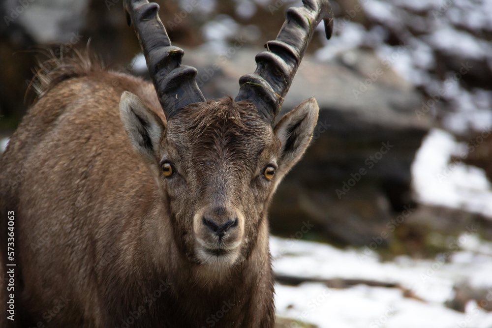 Portrait of an ibex in winter