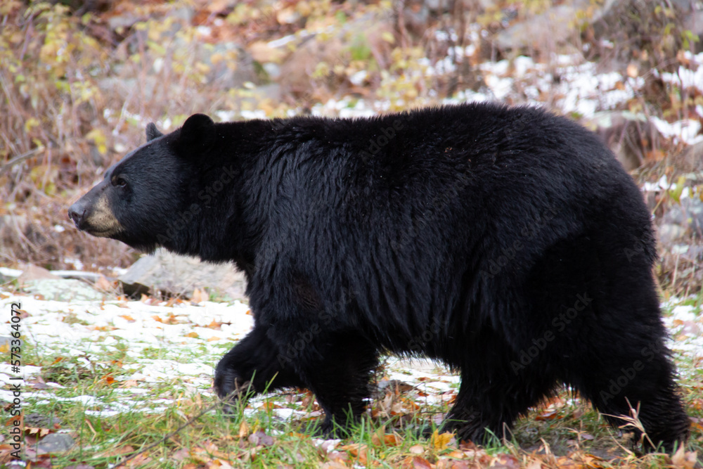 Fototapeta premium Black bear walking on lowland