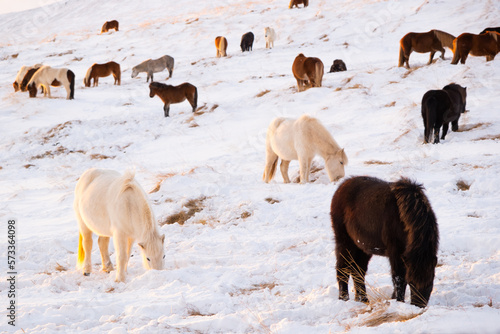 Icelandic Horses In Winter, Rural Animals in Snow Covered Meadow. Pure Nature in Iceland. 