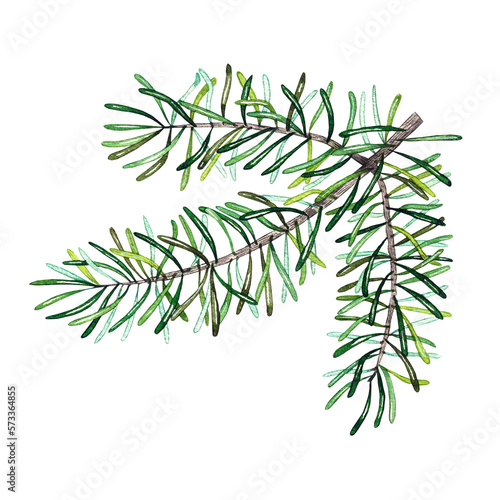 Watercolor coniferous branch on a white background
