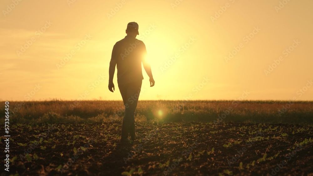 Farmer works in rubber boots, field with young green sprouts. Businessman grows food. Worker walks in rubber boots at sunset. Agricultural business. Grow grain, vegetables. Field, young green shoots