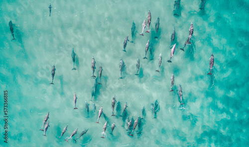 Aerial view of dolphins swimming through tropical blue water © FRPhotos