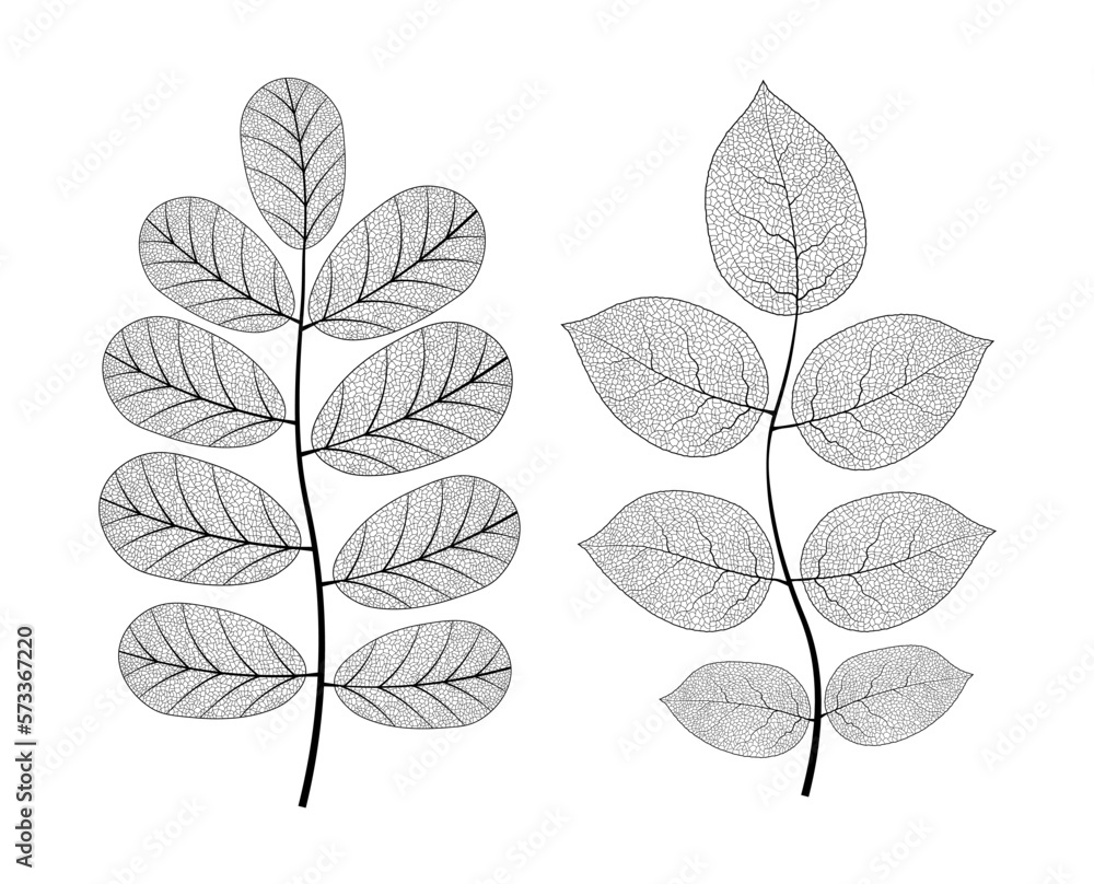 Leaf vein vector texture isolated transparent autumn black detail botanical vein leaf organic Leaf vein vector texture isolated transparent autumn black detail botanical vein leaf organic