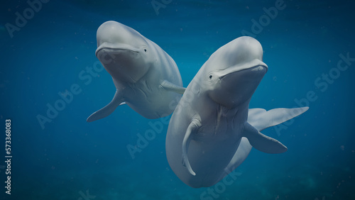 Cuadro en lienzo Beluga, white whale couple is swimming together