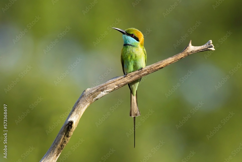 Vlha proměnlivá, Merops orientalis, Green bee-eater, sitting on the branch at Wilpattu park Sri Lanka, best light, detail portrait, Vlha proměnlivá, Merops orientalis, Green bee-eater, sitting on the branch at Wilpattu park Sri Lanka, best light, detail portrait,