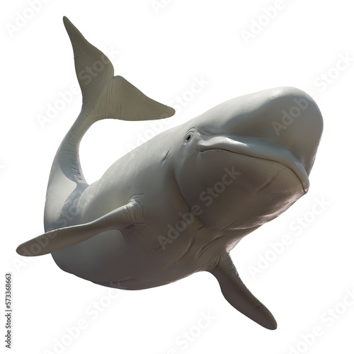 Beluga, Delphinapterus leucas, white arctic whale isolated on transparent background