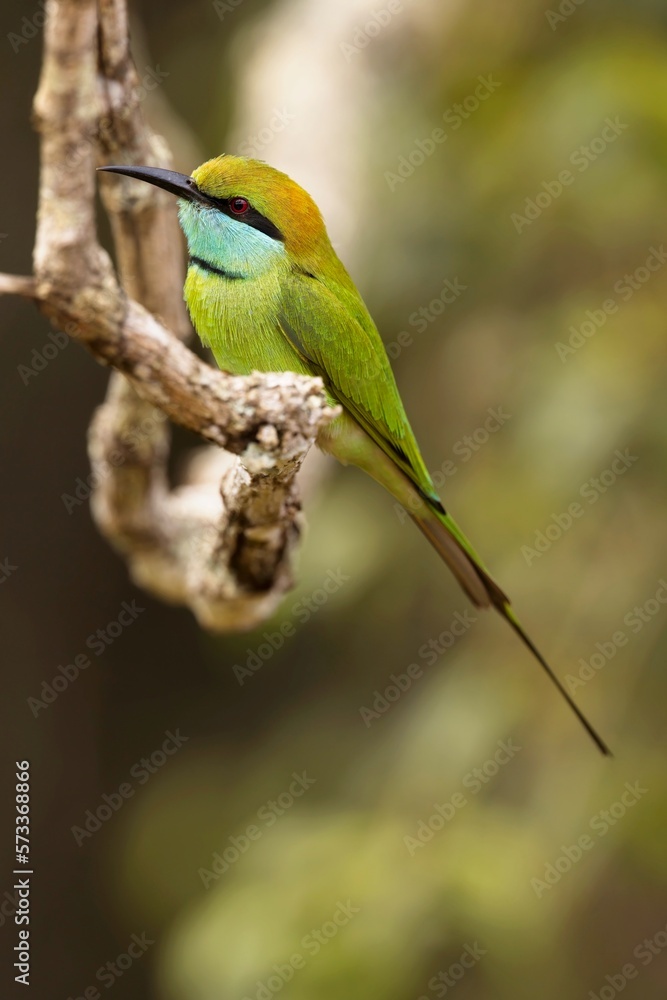 Vlha proměnlivá, Merops orientalis, Green bee-eater, sitting on the branch at Wilpattu park Sri Lanka, best light, detail portrait,