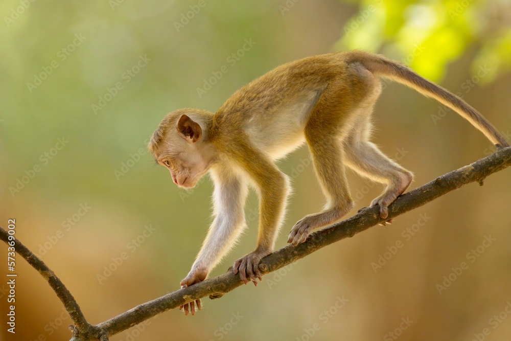Baby of Toque Macaque, (Macaca sinica), makak bandar, is a reddish-brown-coloured Old World monkey endemic to Sri Lanka, where it is known as the rilewa. Baby of Toque Macaque, (Macaca sinica), makak bandar, is a reddish-brown-coloured Old World monkey endemic to Sri Lanka, where it is known as the rilewa.