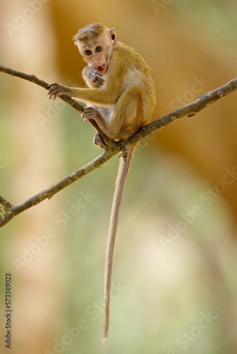 Baby of  Toque Macaque   Macaca sinica   makak bandar   is a reddish-brown-coloured Old World monkey endemic to Sri Lanka  where it is known as the rilewa.