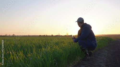 Farmer works in field with tablet, inspects crop, young shoots of wheat in natural farming. Farmer examines green sprouts in field with his hand. Growing crops in agriculture, green shoots. Agronomist