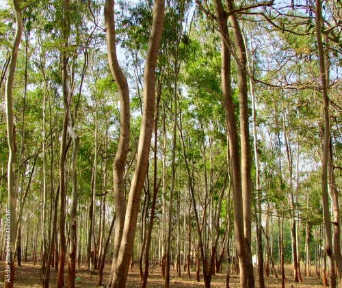 Eucalyptus tree forest