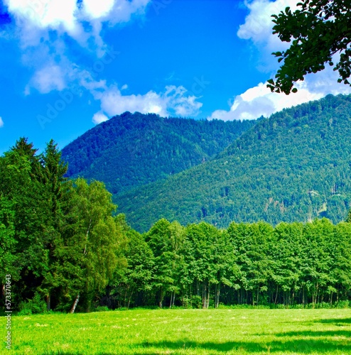 Tree filled mountain range