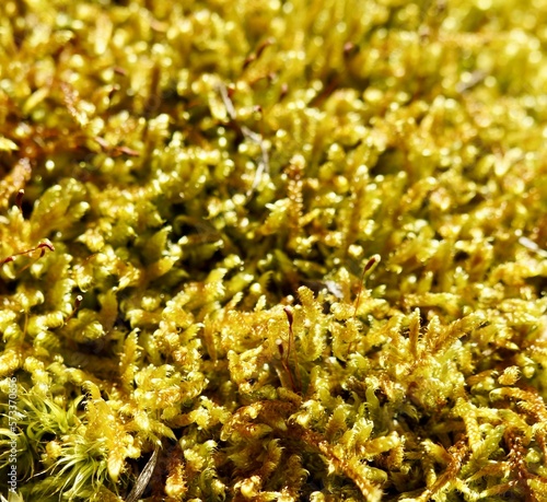 Sphagnum gellow moss ground cover