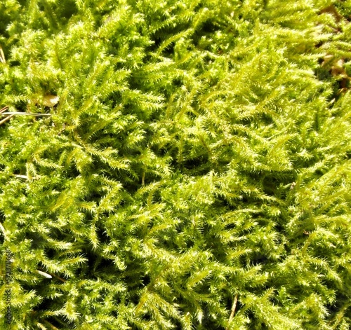 Green Grass moss ground cover