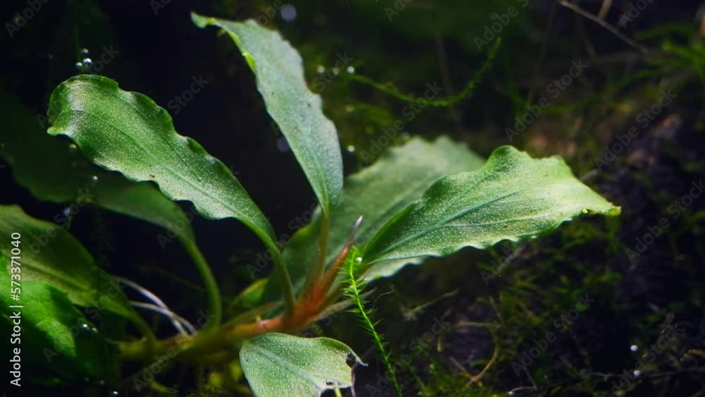 Video „Bucephalandra sp plant produce oxygen air bubbles on leaves