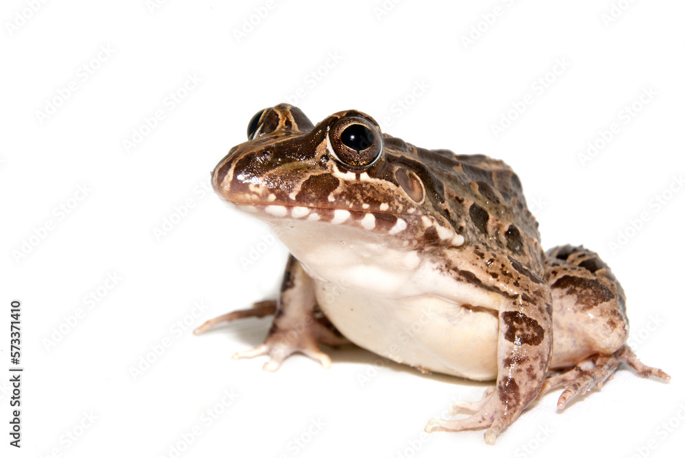 Fototapeta premium Leptodactylus latrans - ra-assoviadeira