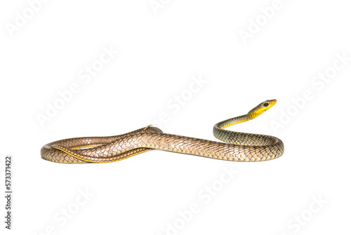 Chironius exoletus - Cobra-cipó