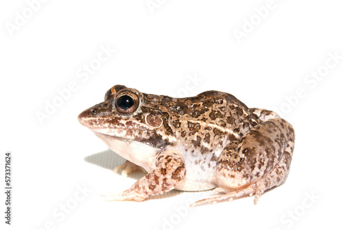 Leptodactylus fuscus - Razinha