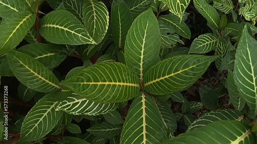 Closeup view of sanchezia plant leaves, beautiful ornamental plant for garden or houseplant
 photo