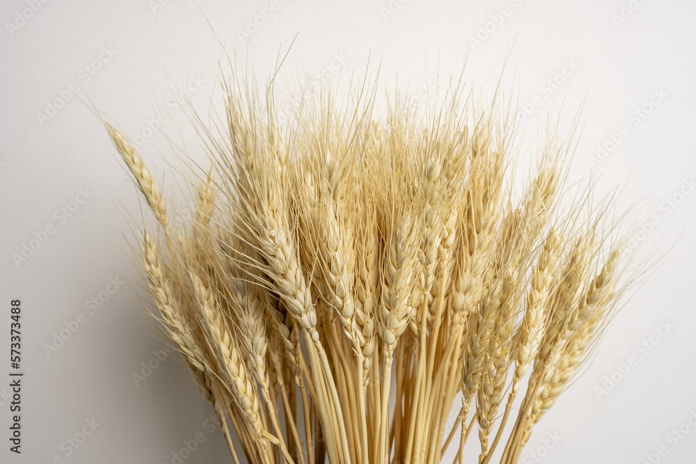 A bouquet of ears of dry wheat on a white background