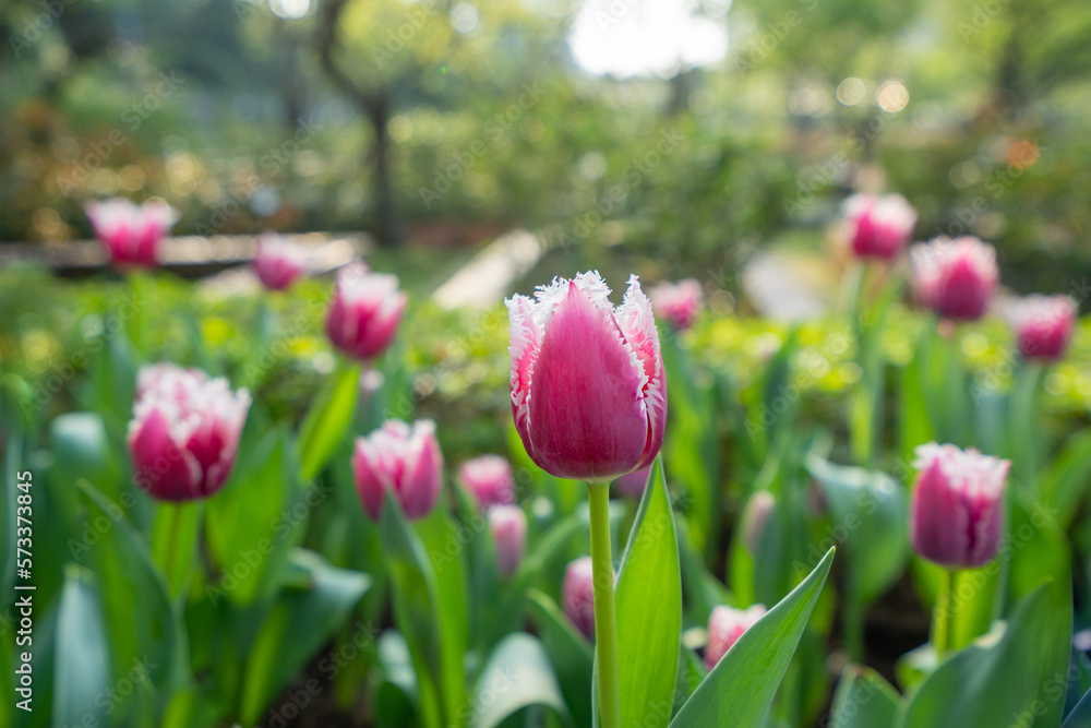 There are several pink tulips blooming in the garden. Buds and green leaves. Tulip Festival. The official residence of Shilin in Taipei, Taiwan.