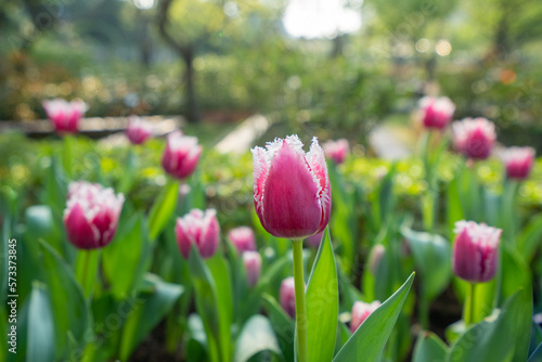 There are several pink tulips blooming in the garden. Buds and green leaves. Tulip Festival. The official residence of Shilin in Taipei  Taiwan.