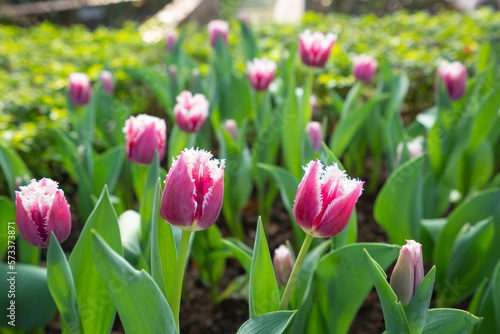 There are several pink tulips blooming in the garden. Buds and green leaves. Tulip Festival. The official residence of Shilin in Taipei  Taiwan.