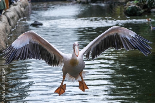 優雅に飛ぶペリカンの飛翔シーン photo