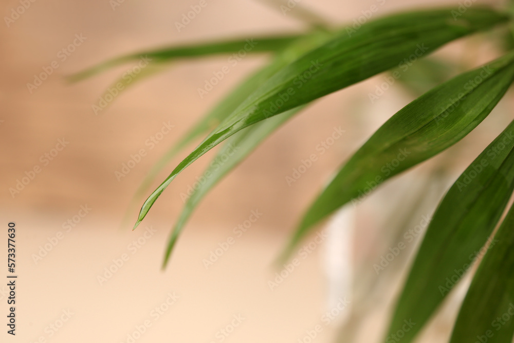 Beautiful leaves with water drops on blurred background, closeup Beautiful leaves with water drops on blurred background, closeup