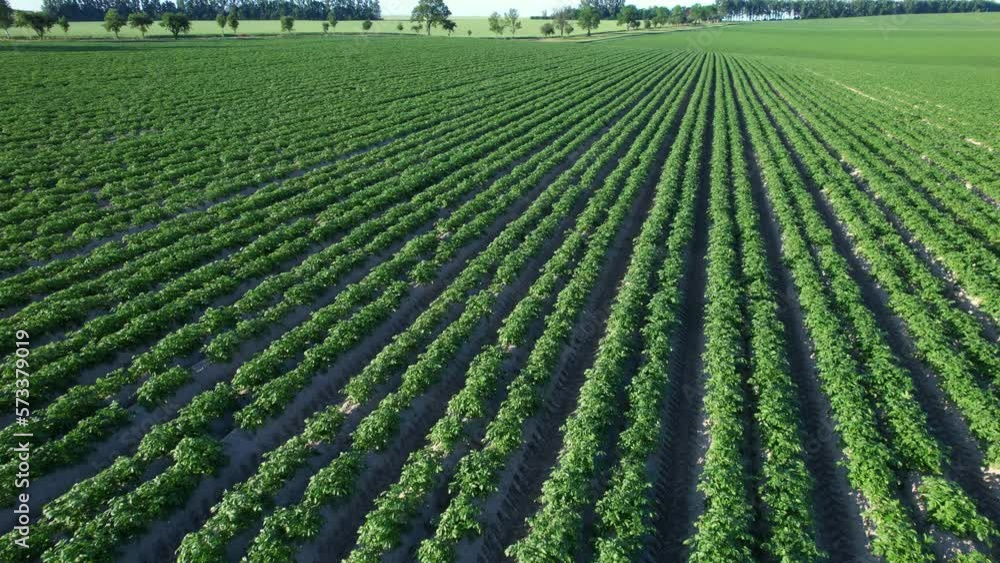 Potato plantations are growing on the field on a sunny day. Beautiful agricultural landscape. Growing organic vegetables. Agriculture. Potato plantations are growing on the field on a sunny day. Beautiful agricultural landscape. Growing organic vegetables. Agriculture.