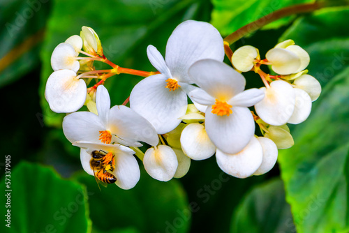 Bee on a white tropical begonia flower