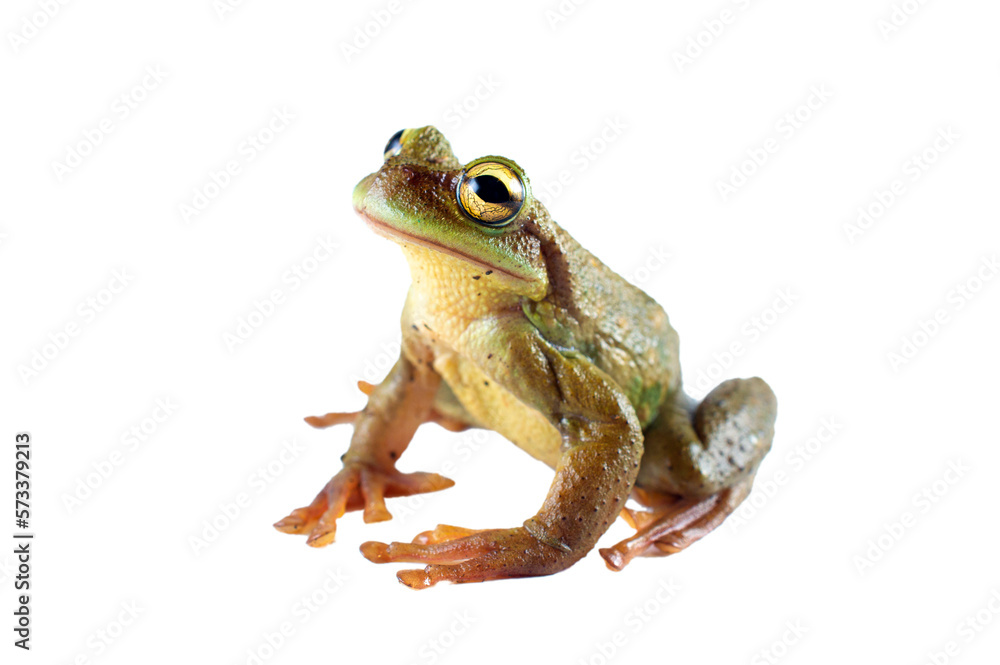 green frog without background or transparent green frog without background or transparent