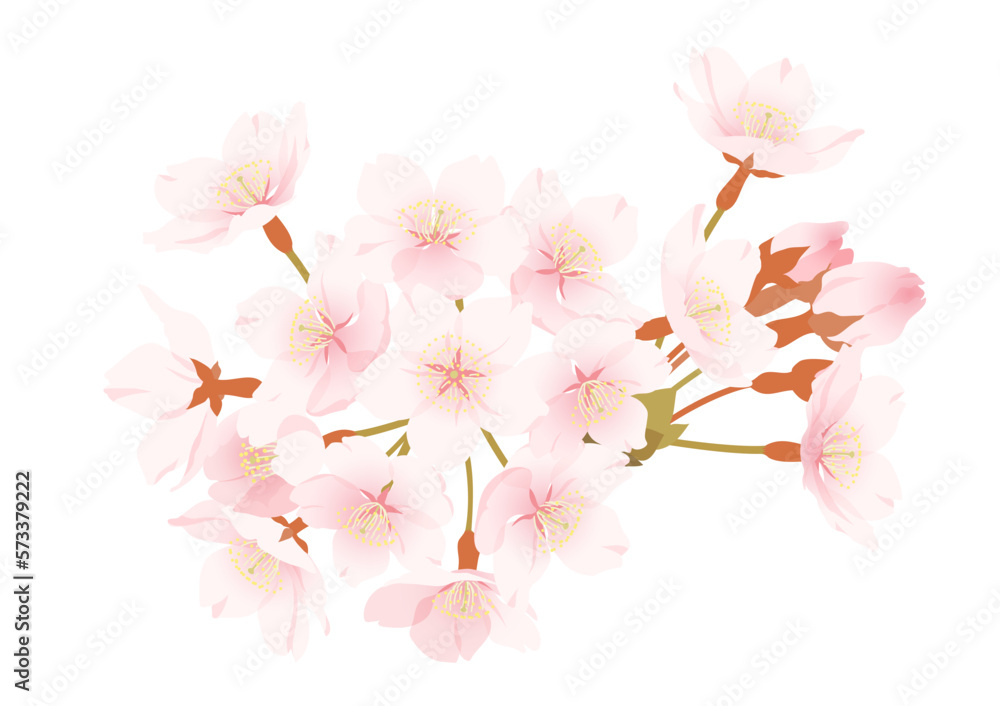 エレガントな桜の花のイラスト素材(白背景) エレガントな桜の花のイラスト素材(白背景)