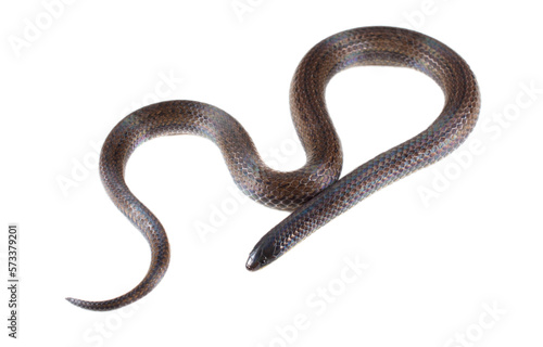 snake without background or transparent