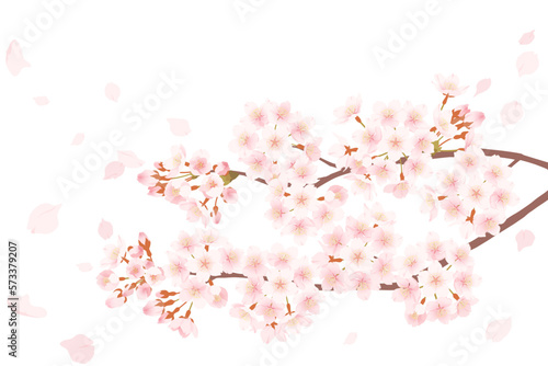 桜の花と舞い散る花びらのイラスト © tukinoto