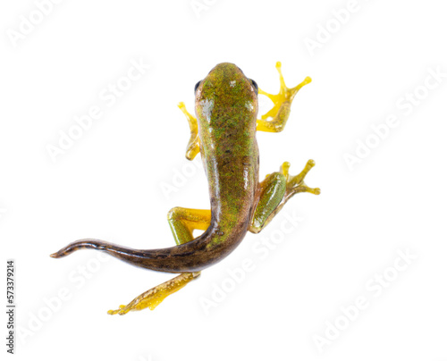 frog without background or white background