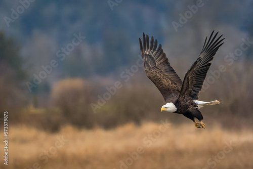 2023-02-09 A BALD EAGLE IN FLIGHT WITH WINGS EXTENDED AND A BLURRY BACKGROUND IN BOW WASHINGTON © Michael J Magee