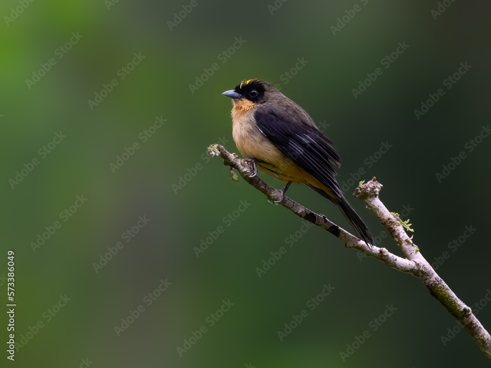 Black-googled Tanager on tree branch against dark green background , portrait in Atlantic Rainforest Black-googled Tanager on tree branch against dark green background , portrait in Atlantic Rainforest