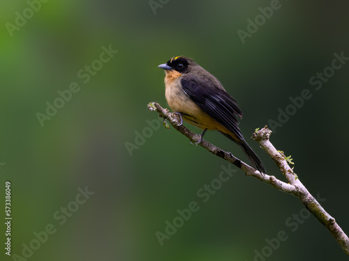 Black-googled Tanager on tree branch against dark green background , portrait in Atlantic Rainforest