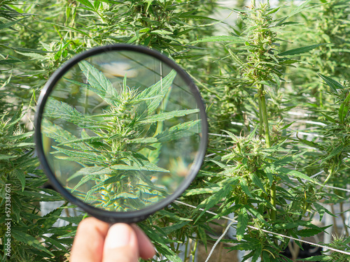 Hand holding of magnifying glass looking at mature cannabis plants ready for harvest in a greenhouse